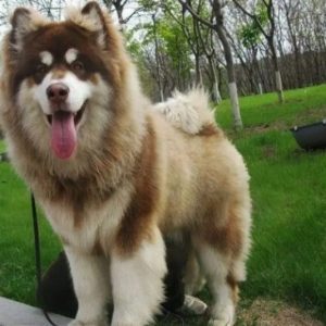 Chó Alaska – Đặc điểm, tính cách và cách chăm sóc chuẩn nhất
