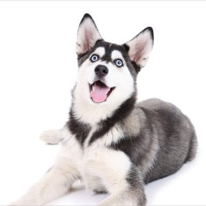 Chó Husky