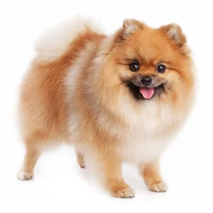 Chó Phốc Sóc Thuần Chủng – Đẹp, Dễ Thương, Giá Tốt