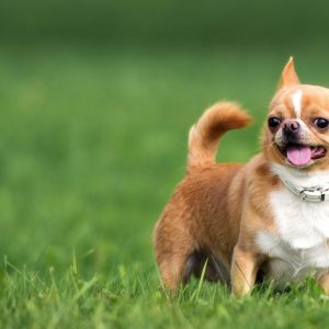 Chó Chihuahua Thuần Chủng – Nhỏ Gọn, Dễ Thương, Dễ Nuôi