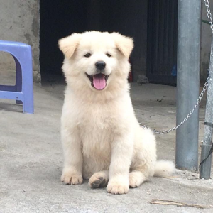 Chó Bắc Hà – Đặc điểm, tính cách và cách chăm sóc chuẩn nhất