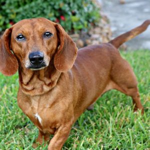 Chó Lạp Xưởng Thuần Chủng – Dachshund Lưng Dài Đáng Yêu