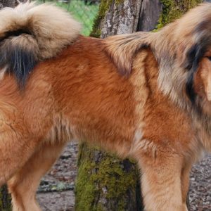 Chó Ngao Tây Tạng