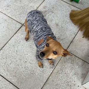 Chó Phốc Hươu Thuần Chủng – Miniature Pinscher Nhanh Nhẹn